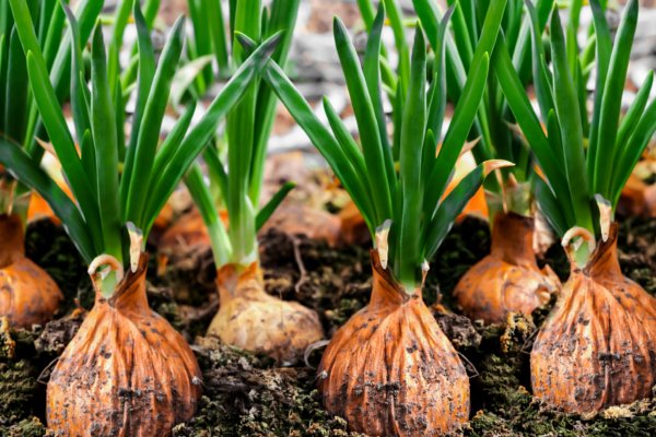 Onion сайт кракен